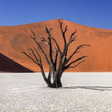 Ölü akasya ağaçları ve kırmızı Dunes Deadvlei Namib Naukluft PA