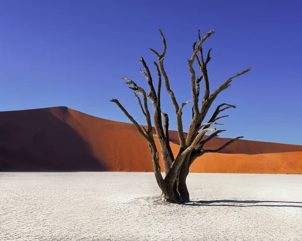 Árboles muertos de acacia y dunas rojas de Deadvlei en Namib-Naukluft Pa — Foto de Stock