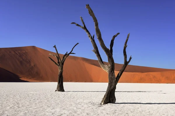 Dode acaciabomen en Rode duinen van Deadvlei in Namib-Naukluft Pa — Stockfoto
