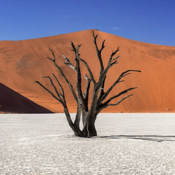 Abgestorbene Akazien und rote Dünen des Verfalls in namib-naukluft pa — Stockfoto