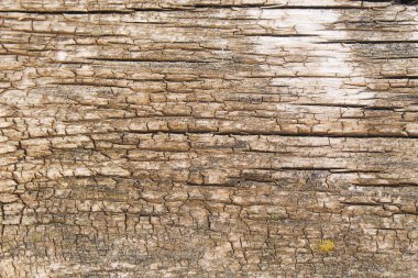 Çatlak bir ağacın dokusu. 