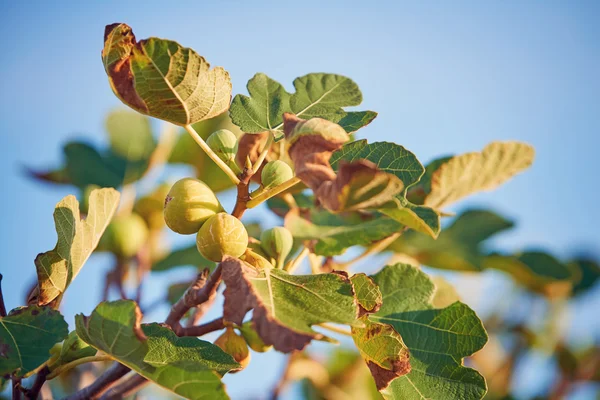 Smaczny fig na drzewo — Zdjęcie stockowe