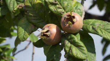 Medlars meyve ağacındaki