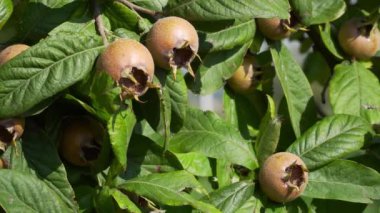 Medlars meyve ağacındaki