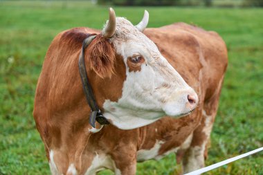 la seweryn udziela etnográfico Museo de Cracovia, Polonia