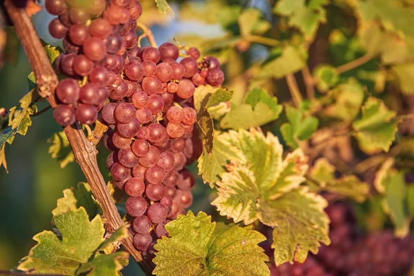 Puesta de sol en uvas rojas — Foto de Stock