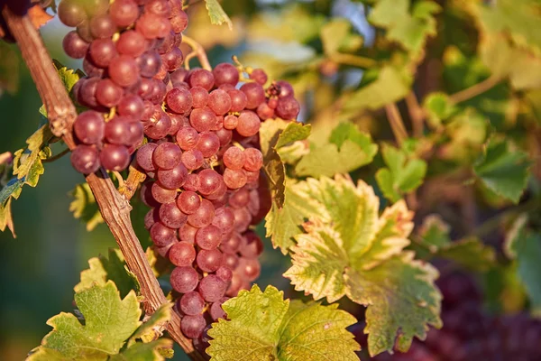 Sun setting on Red grapes — Stock Photo, Image