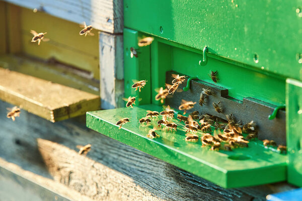 Bees at beehive