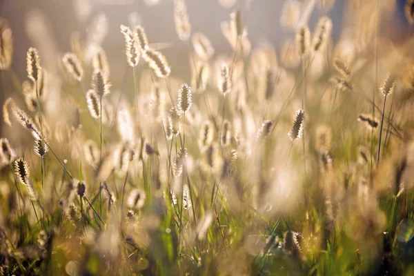 Hojas de hierba con la luz del atardecer — Foto de Stock