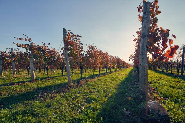 Vignoble au coucher du soleil — Photo