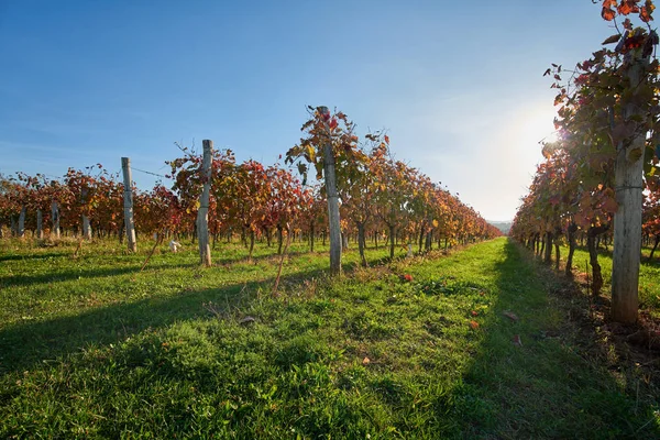 Vignoble au coucher du soleil — Photo