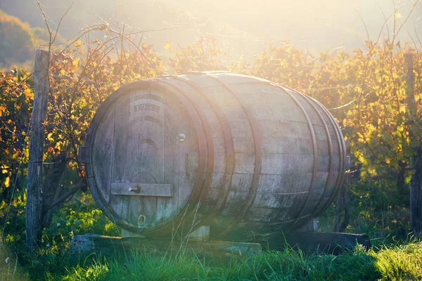 Barril de vinho no fundo da vinha — Fotografia de Stock