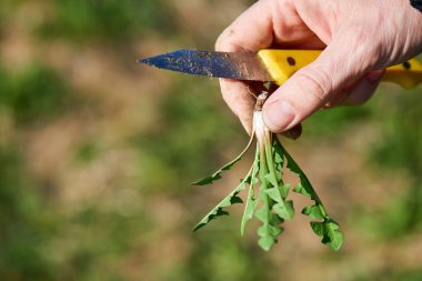 Harvesting dandelion greens  clipart