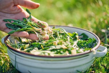 Harvesting dandelion greens  clipart