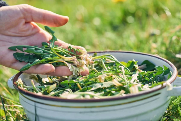 Harvesting dandelion greens — Stock Photo, Image