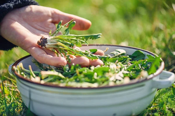 Harvesting dandelion greens — Stock Photo, Image