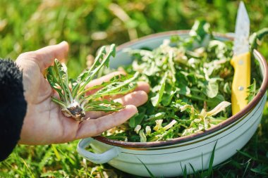 Taze karahindiba yeşillikleri dolu kase