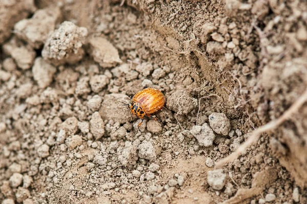 Young Colorado beetle — Stock Photo, Image