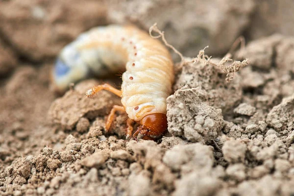 五月甲虫的幼虫 — 图库照片