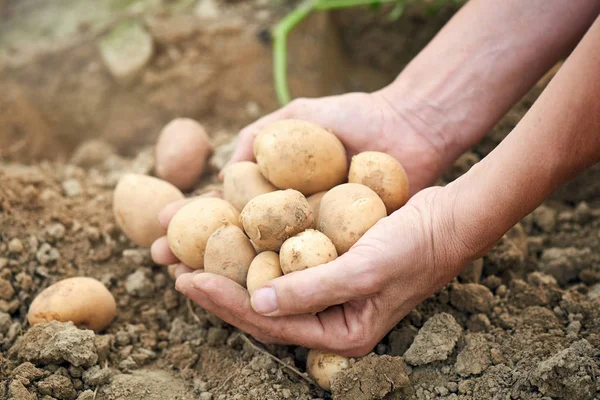 Świeżo zebranych ziemniaków — Zdjęcie stockowe