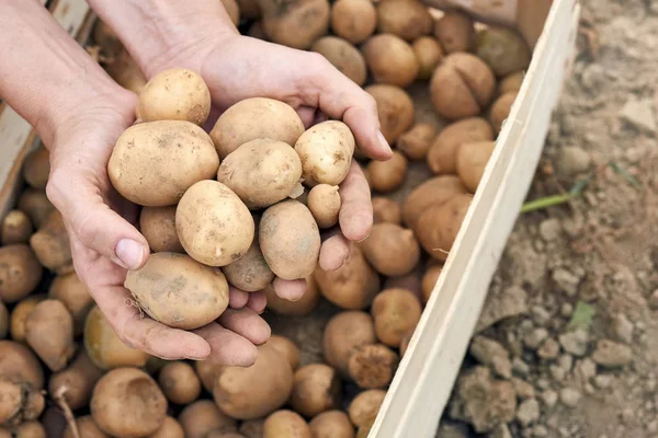 Nyskördade potatis — Stockfoto