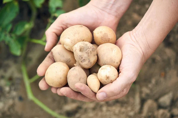 Pommes de terre fraîchement récoltées — Photo