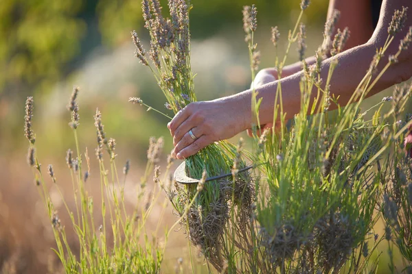 Cosecha de lavanda, cosecha manual — Foto de Stock