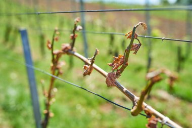 Bağ - bahar frost zarar üzüm hasar süsleyin.