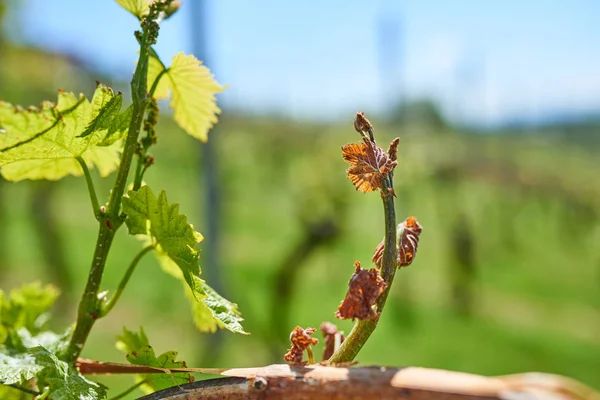 Danos causados pela geada da Primavera na vinha - Danos causados pela geada das uvas — Fotografia de Stock