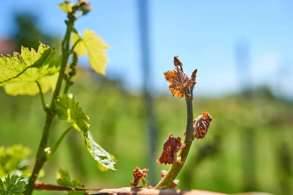 Dommages dus au gel printanier dans le vignoble - Dommages dus au gel des raisins — Photo