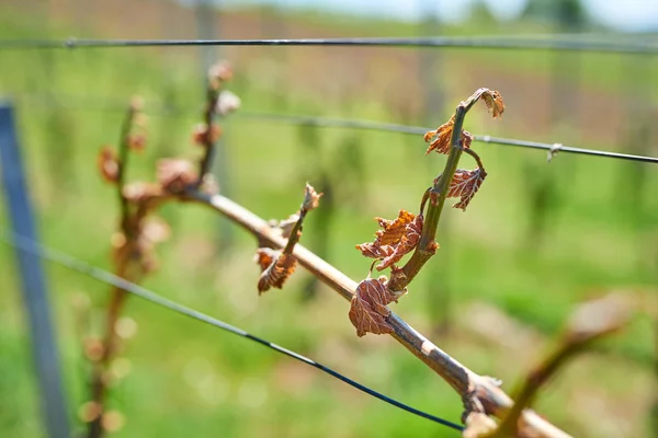 Våren frostskador i vingården - druvor frostsprängning — Stockfoto