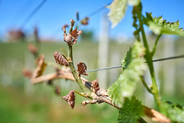 Våren frostskador i vingården - druvor frostsprängning — Stockfoto