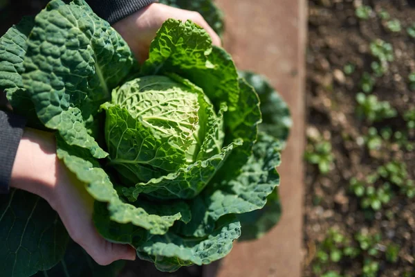 Repolho Savoy fresco - Brassica oleracea sabauda — Fotografia de Stock