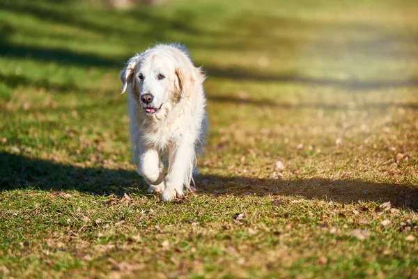 Vieux Chien Golden Retriever Profitant Coucher Soleilgolden Retriever Chien Plein — Photo