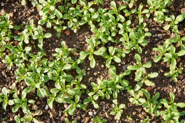 Kuzu 's marul - yağmur damlaları toprakta büyüyen mısır salata