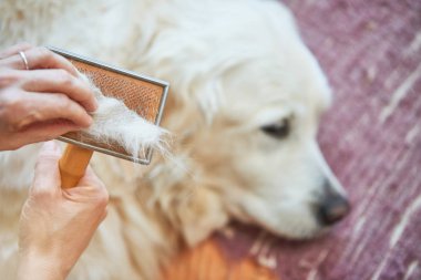 Kadın tarak eski Golden Retriever köpek ile bir metal tarak damat