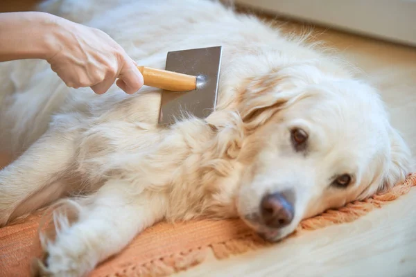 Kadın tarak eski Golden Retriever köpek ile bir metal tarak damat