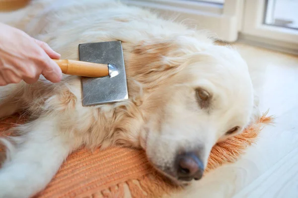 Kvinna Kammar Gammal Golden Retriever Hund Med Metall Grooming Kam — Stockfoto
