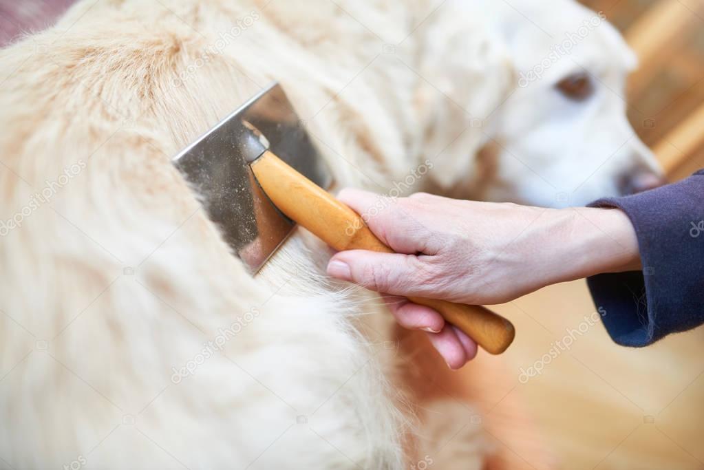 Woman combs old Golden Retriever dog with a metal grooming comb