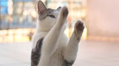Cat umutsuzca içeri girmek istiyor.