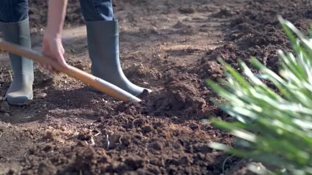 Práce Zahradě Kopání Jarní Půdy Rýhovací Vidlicí Detailní Záběr Kopání — Stock video