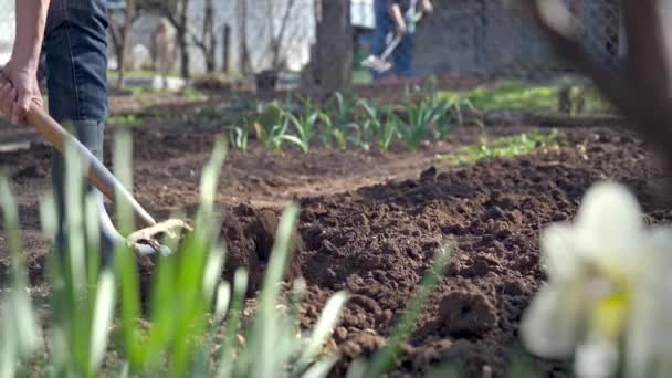 园中的工作 用铲挖春土 用铲子挖春土为新播种季节作准备 — 图库视频影像