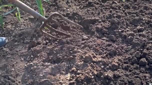 Bekerja Sebuah Kebun Digging Spring Soil Dengan Fork Close Menggali — Stok Video