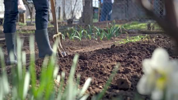 Trabajar Jardín Excavación Suelo Primavera Con Tenedor Espada Primer Plano — Vídeos de Stock
