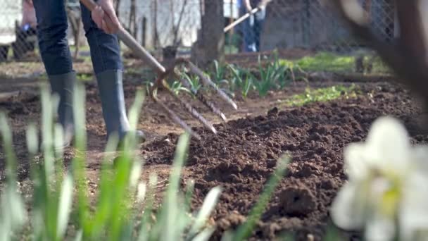 Bekerja Sebuah Kebun Digging Spring Soil Dengan Fork Close Menggali — Stok Video