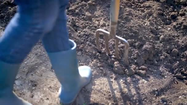 Arbeta Trädgård Gräva Vårjord Med Spjutgaffel Närbild Gräva Vårjord Med — Stockvideo