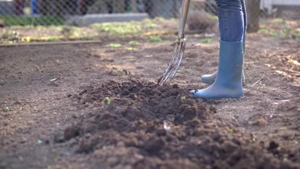 Trabalho Jardim Digging Spring Soil Spading Fork Close Cavging Spring — Vídeo de Stock