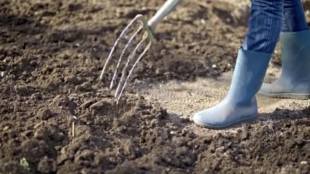 Bekerja Sebuah Kebun Digging Spring Soil Dengan Fork Close Menggali — Stok Video