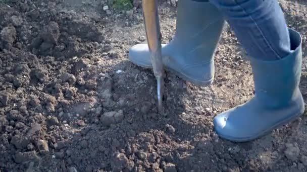Bekerja Sebuah Kebun Digging Spring Soil Dengan Fork Close Menggali — Stok Video