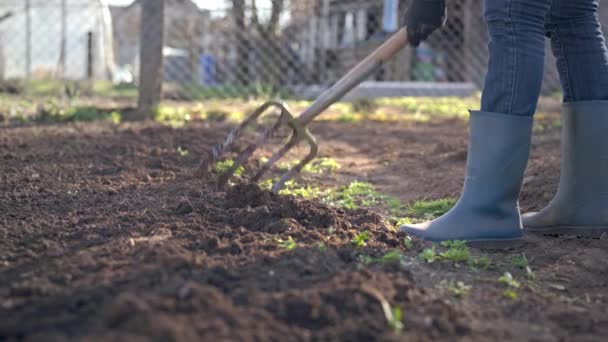 Werken Een Tuin Graven Spring Soil Met Spading Vork Close — Stockvideo